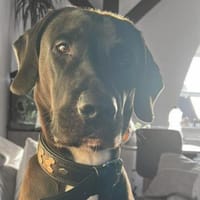 Blue - findet Menschen toll, Hund zur Adoption