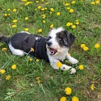 Wuscheldame Cybill 5j sucht ihr Zuhause, Hündin zur Adoption