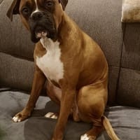 Baron, klug, offen, gelehrig, Hund zur Adoption