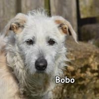 BOBO, Hund zur Adoption