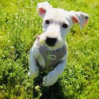 Kirby ein zauberhaftes Kerlchen, Hund zur Adoption