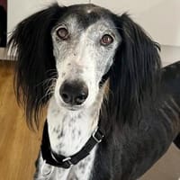 Xial, leinenführig, offen, loyal, Hündin zur Adoption