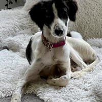 Happy, verträglich, loyal, gelehrig, Hündin zur Adoption