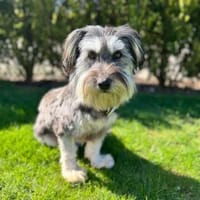 Juna - eine liebevolle Hündin, Hündin zur Adoption