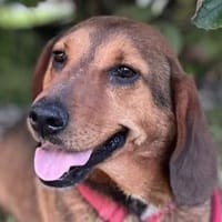 Reina in 01640 Coswig, Hündin zur Adoption