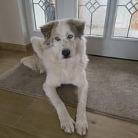 Balu möchte ankommen, Hund zur Adoption