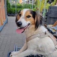 Lino sucht sein Für-immer-Zuhause, Hund zur Adoption
