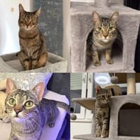 Mango & Nastya- Liebe auf 8 Pfoten, Katze zur Adoption