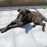Daino, Hund zur Adoption