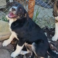 Toffy, kleines Hundemädchen sucht, Hündin zur Adoption