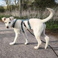 Tom, kleiner Rüde sucht Zuhause, Hund zur Adoption