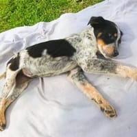 Quietschfidele Hilda sucht ihre Menschen, Hündin zur Adoption