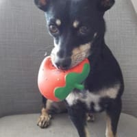 Klein Tonkitu ist so ein toller Schatz!, Hündin zur Adoption