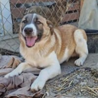 Tyler, auf der Suche nach seinem Glück, Hund zur Adoption