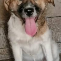 Titus, sucht sein Glück, Hund zur Adoption