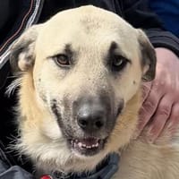 Ermes, Hund zur Adoption