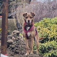 Bess - freundlich und zurückhaltend, Hündin zur Adoption