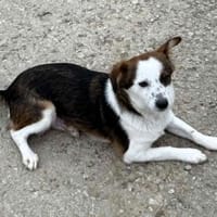 Puppy - freundlich und verspielt, Hündin zur Adoption