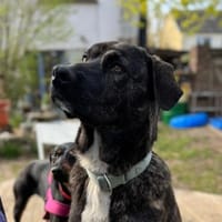 Quod, Hund zur Adoption
