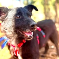 Pumba ❤Senior wartet in 79271 St. Peter, Hund zur Adoption