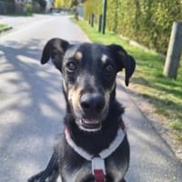 Tommy - wartet in 16556 Borgsdorf, Hund zur Adoption