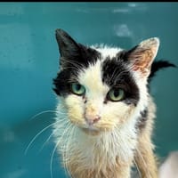 ELYOTT, chat à adopter