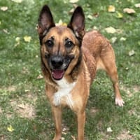 Prada CAA15213, chienne à adopter