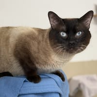 Tiboute CAB5445, chat à adopter