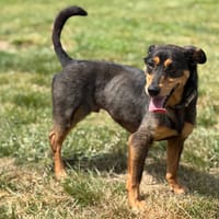 Shungite CAA15205, chien à adopter