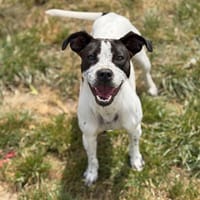 Allyance CAA15204, chienne à adopter