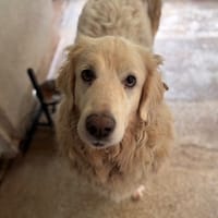 PETITPOIS, chienne à adopter