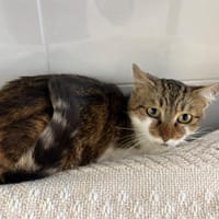 BOHEME, chatte à adopter