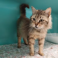 STELLA, chatte à adopter
