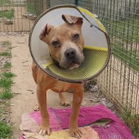 BRINDILLE VAA, chien à adopter