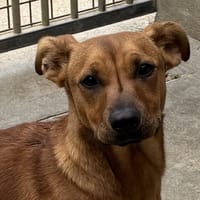 Ferrari, chien à adopter