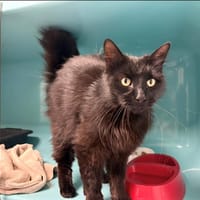 FOXY, chat à adopter