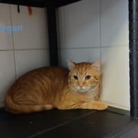 Morgan, chat à adopter