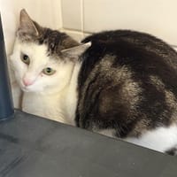 BERYL, chatte à adopter