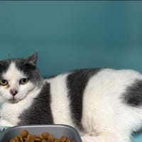 MOLLY, chatte à adopter