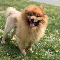 Loup CAA15212, chien à adopter