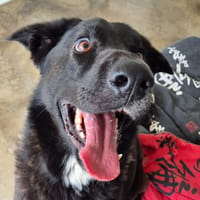 ATAROA QCN, chien à adopter
