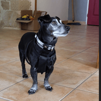 CHARLOTTE, chienne à adopter
