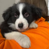 TIMO, chien à adopter