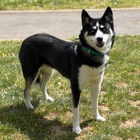 Sally CAA15211, chienne à adopter