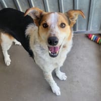 KOHA, chienne à adopter