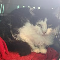 AKUNA, chat à adopter