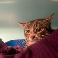 Wally, chat à adopter