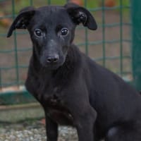 ALOE (reserve), chienne à adopter