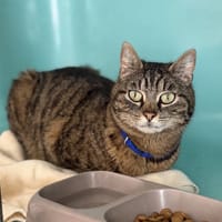 Bloom CAB5452, chatte à adopter
