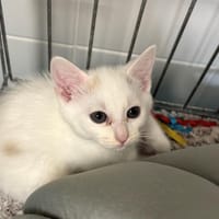 Taïga, chatte à adopter